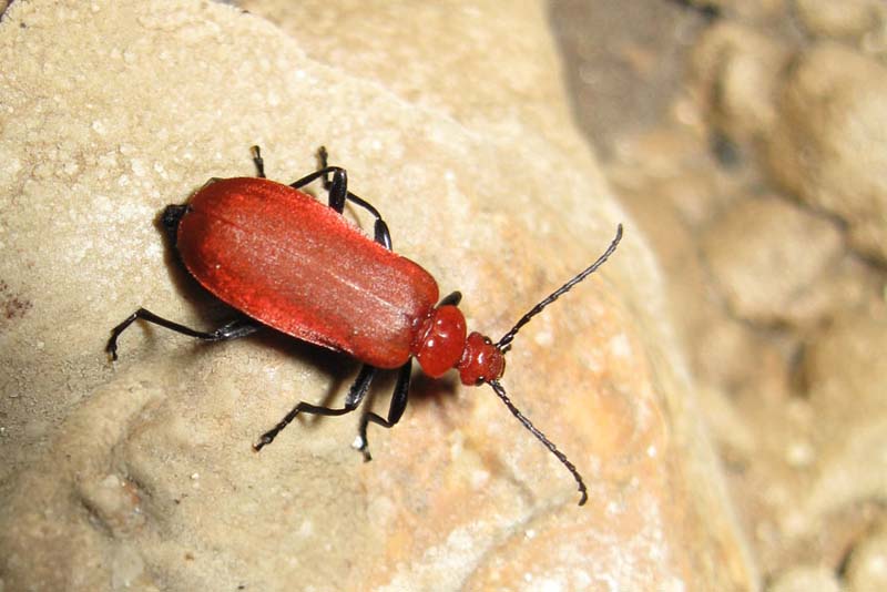 identificazione carabide troglofilo - Laemostenus latialis